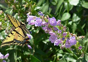 CRP EPAS Floral photo