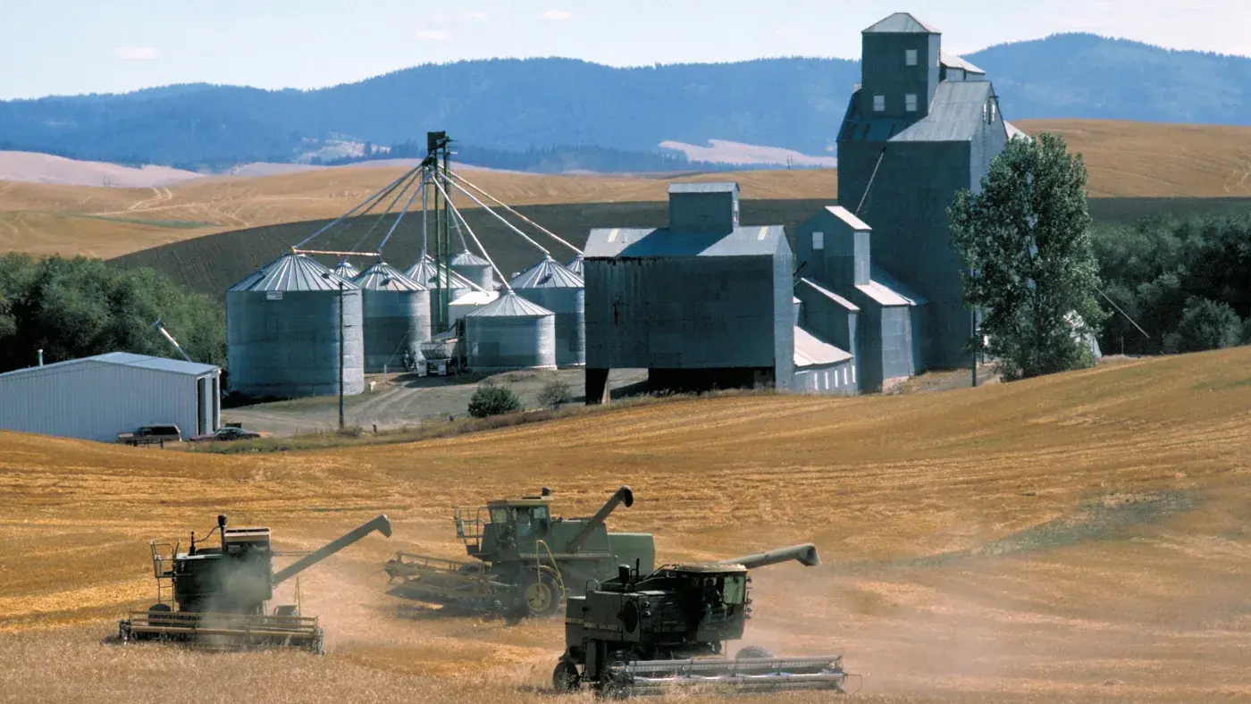 Harvesters working in a field with large grain silos and buildings in the background