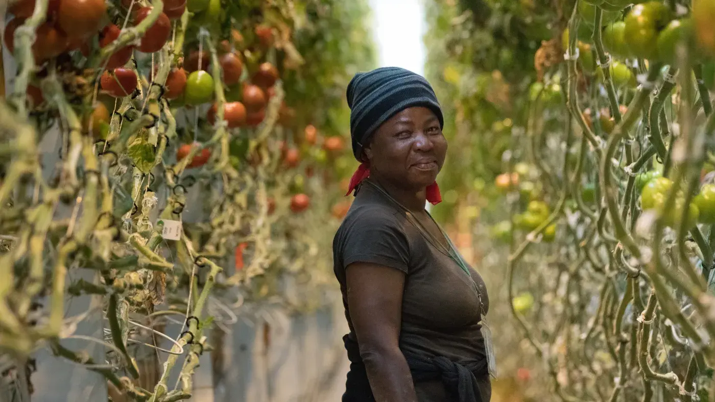 A woman standing in a greenhouse surrounded by rows of ripening tomatoes