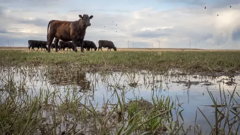 Cattle in a flooded field