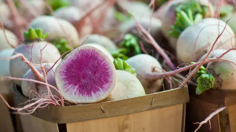 Close up photo of watermelon radishes at a farm stand